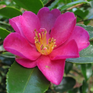 Camellia reticulata 'Hody Wilson'