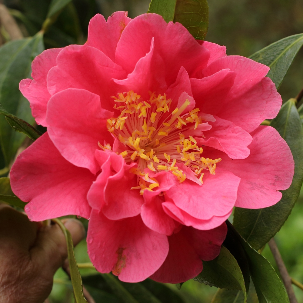 Camellia hybrid 'Francie L'