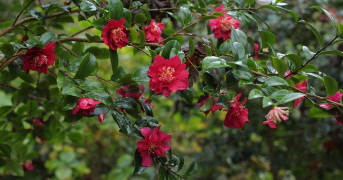 camellia-bonanza-2