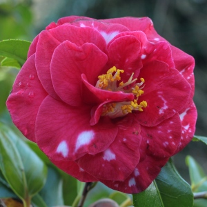 Camellia japonica 'Adolphe Audusson Variegated'