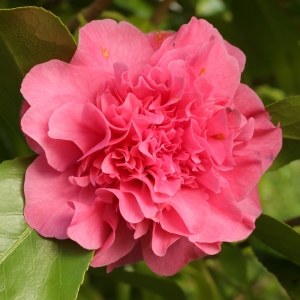 Camellia japonica 'Agnes of the Oaks'