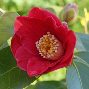 Camellia japonica 'Grape Soda'