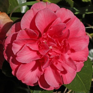 Camellia japonica 'Lady Erma'