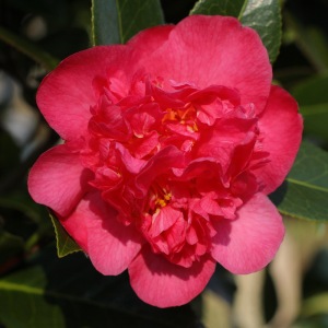 Camellia x williamsii 'Laura Boscawen'