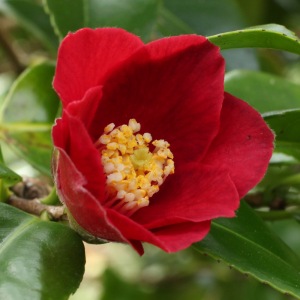 Camellia japonica 'Midnight Serenade'