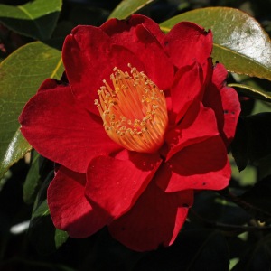 Camellia japonica 'San Dimas'