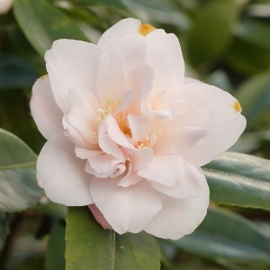 Camellia hybrid 'Tiny Princess'