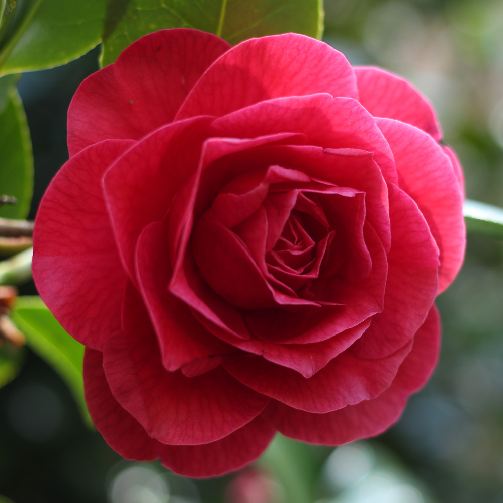 Camellia x williamsii 'Empire Rose'