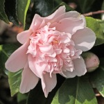 Camellia japonica 'Kewpie Doll'