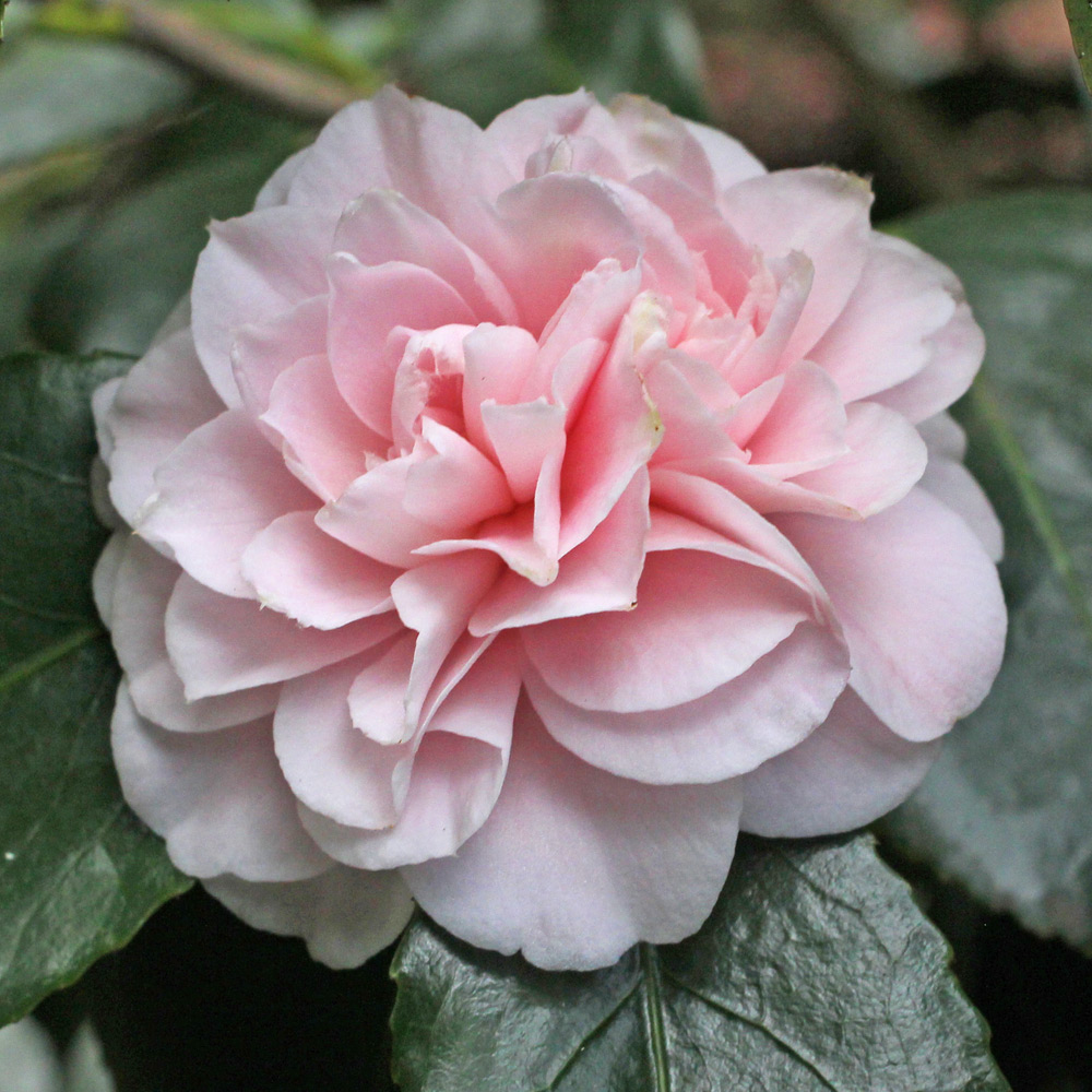Camellia japonica 'Little Man'