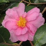 Camellia hybrid 'Show Girl'