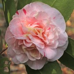 Camellia japonica 'Strawberry Blonde'