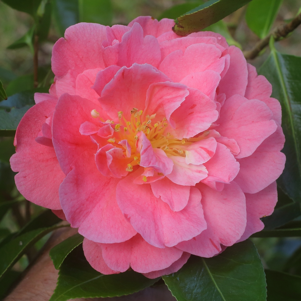 Camellia japonica 'Strawberry Parfait'