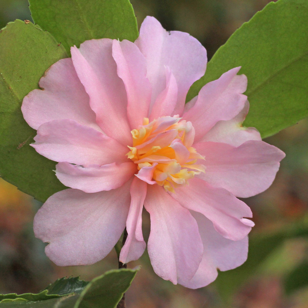 Camellia hybrid 'Winter's Interlude'