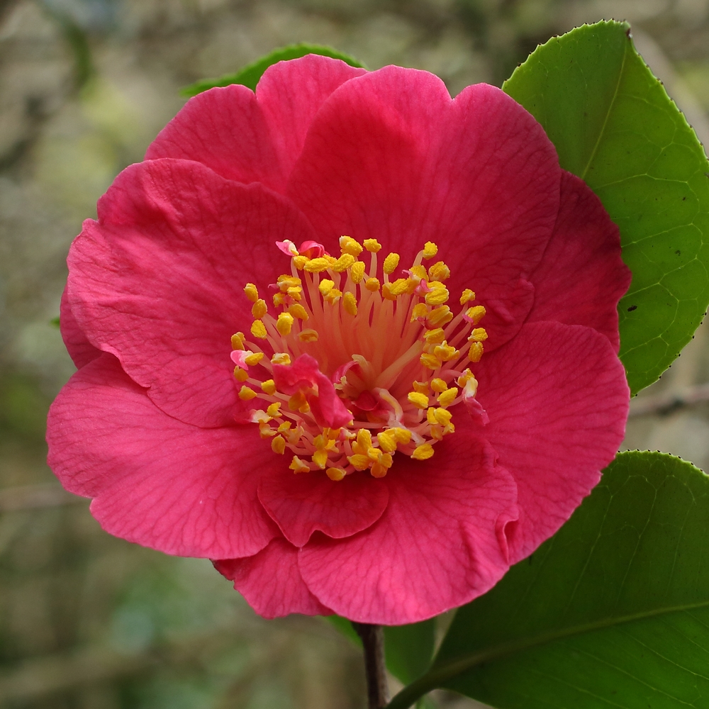 Camellia japonica 'Alexander Hunter'