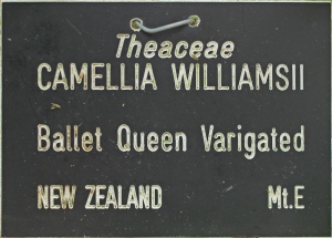 Camellia x williamsii 'Ballet Queen Variegated'