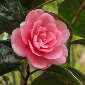 Camellia japonica 'Can Can'