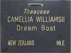 Camellia x williamsii 'Dream Boat'