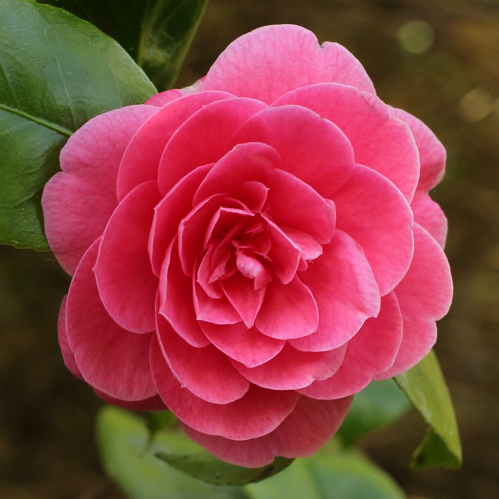 Camellia japonica 'Otahuhu Beauty'