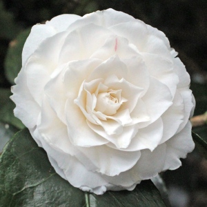Camellia japonica 'Elisabeth'