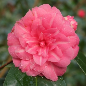 Camellia japonica 'Faustina'