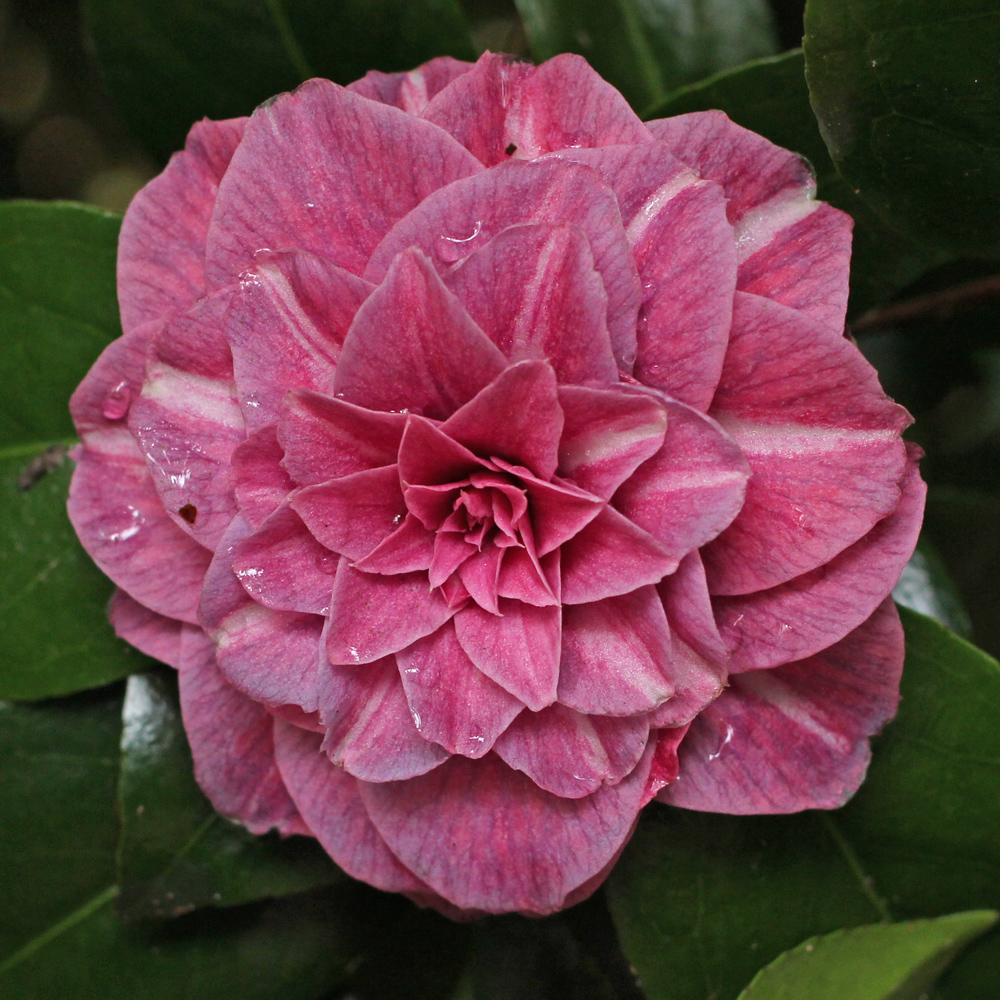 Camellia japonica 'Arciduchessa Augusta'