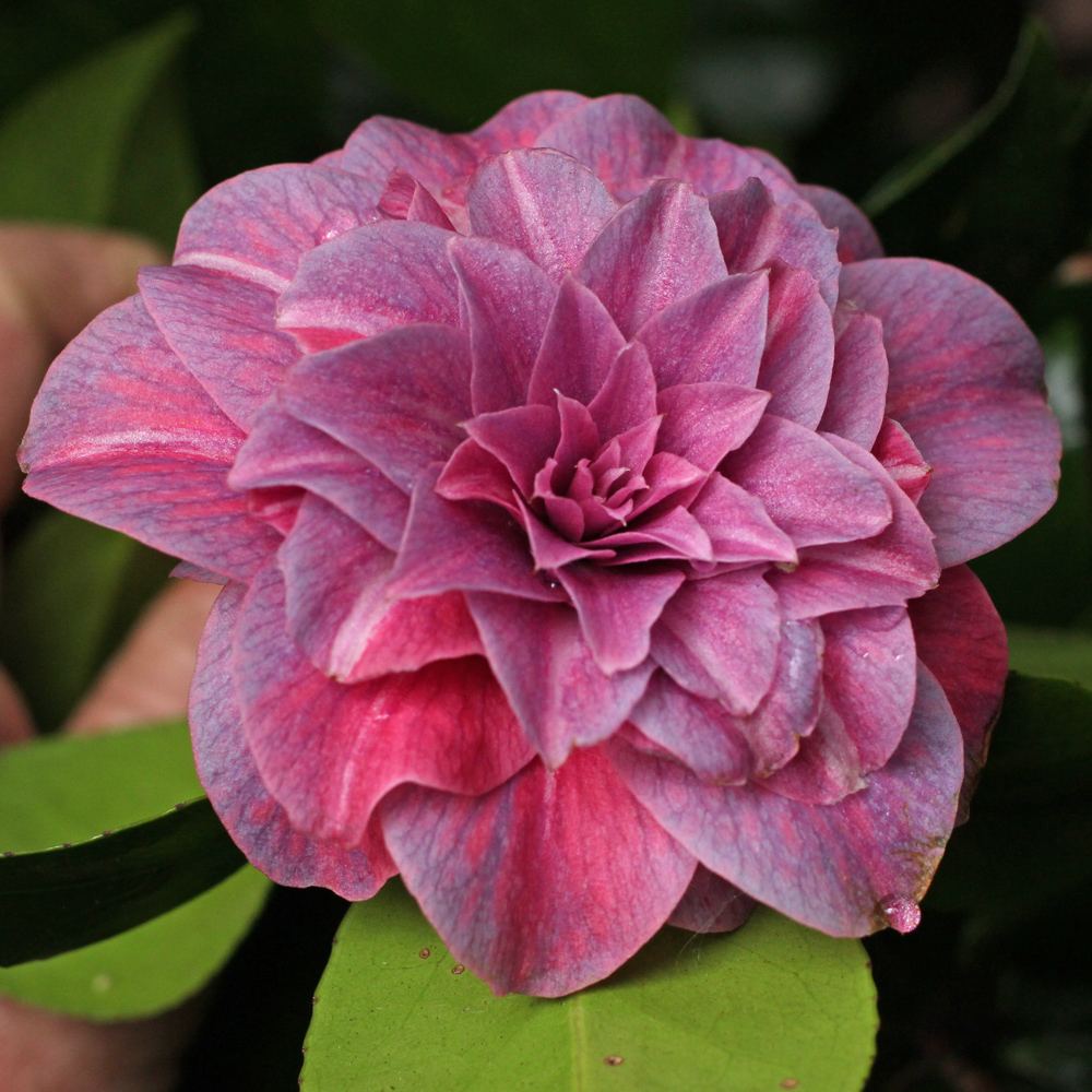 Camellia japonica 'Arciduchessa Augusta'