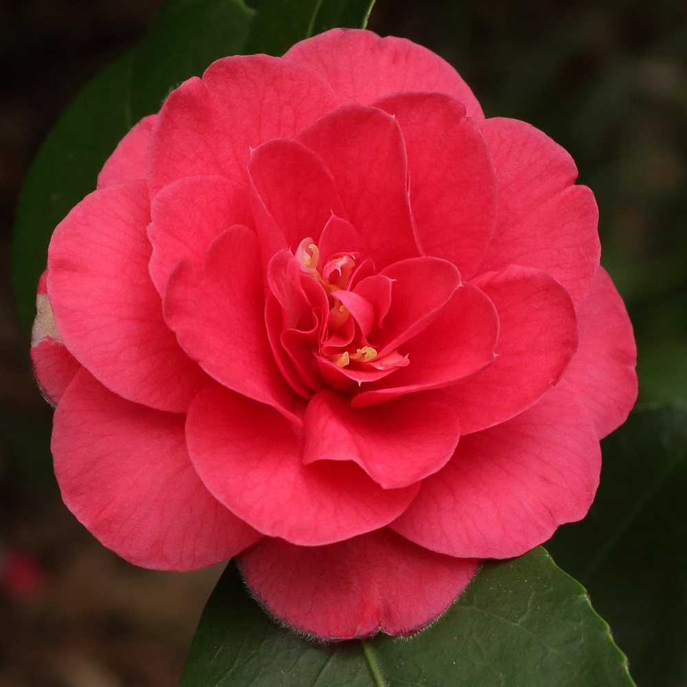 Camellia japonica 'Campbellii'