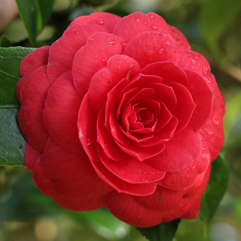 Camellia japonica 'Coquettii'