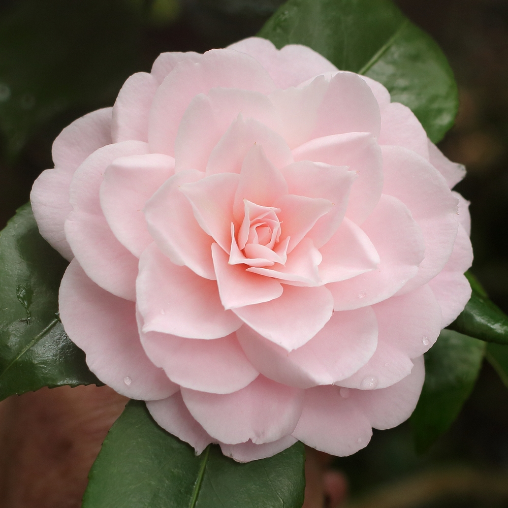 Camellia japonica 'Eleanor Hagood'