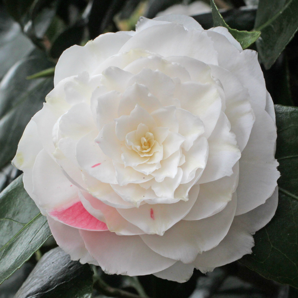 Camellia japonica 'Elisabeth'