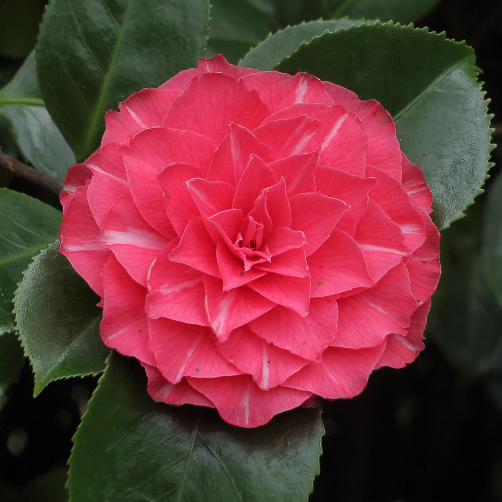 Camellia japonica 'La Pace'
