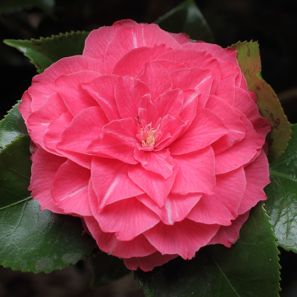 Camellia japonica 'La Pace Rubra'