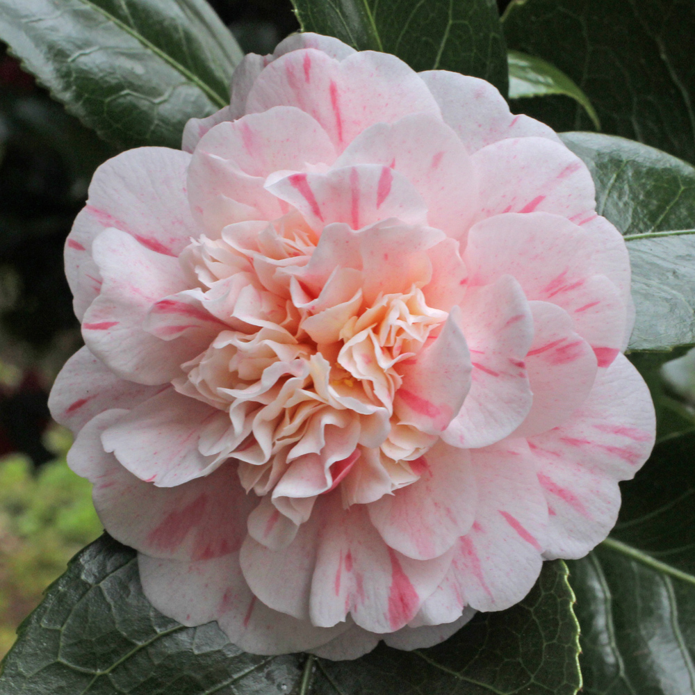 Camellia japonica 'Madame de Strekaloff'