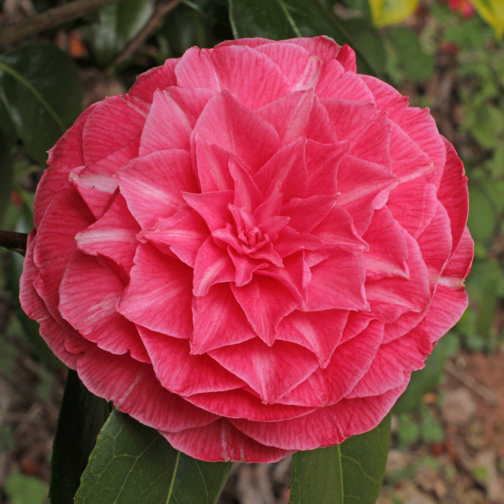 Camellia japonica 'Madame Haas'