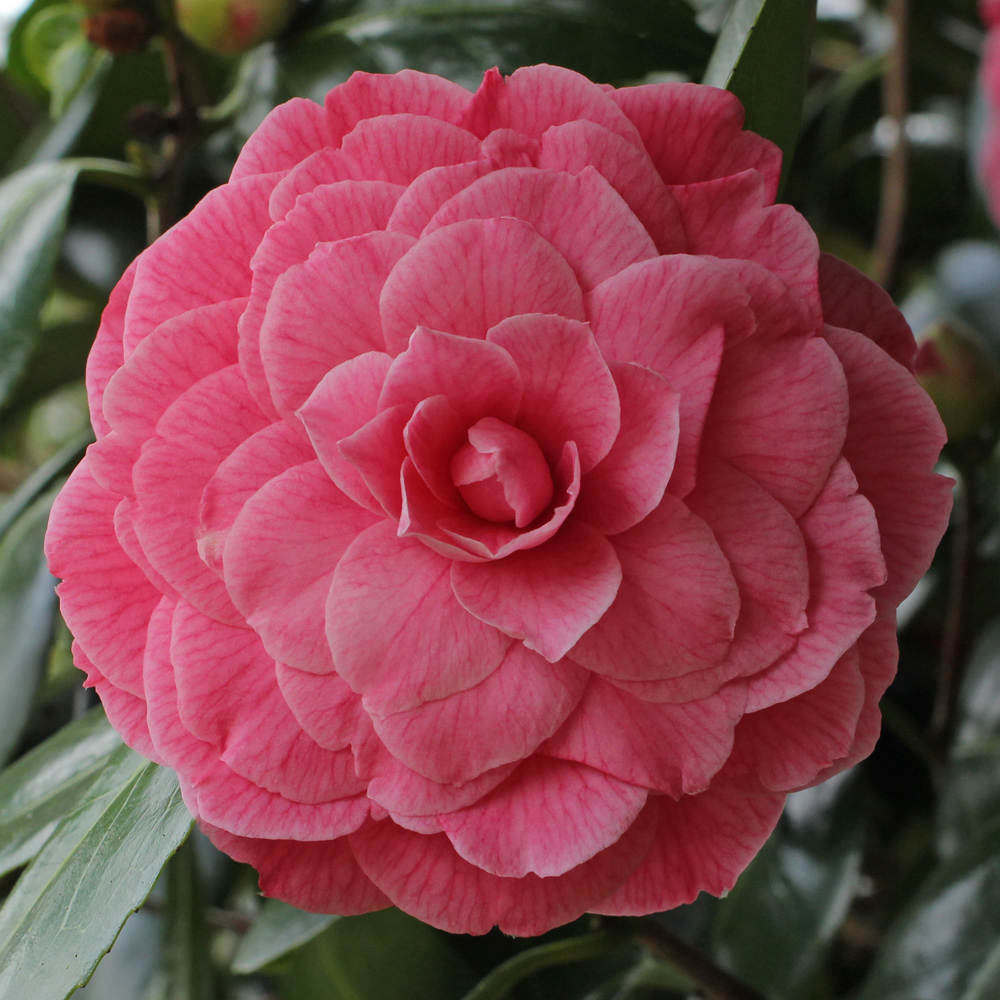 Camellia japonica 'Marianna Gaeta'