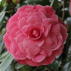 Camellia japonica 'Marianna Gaeta'