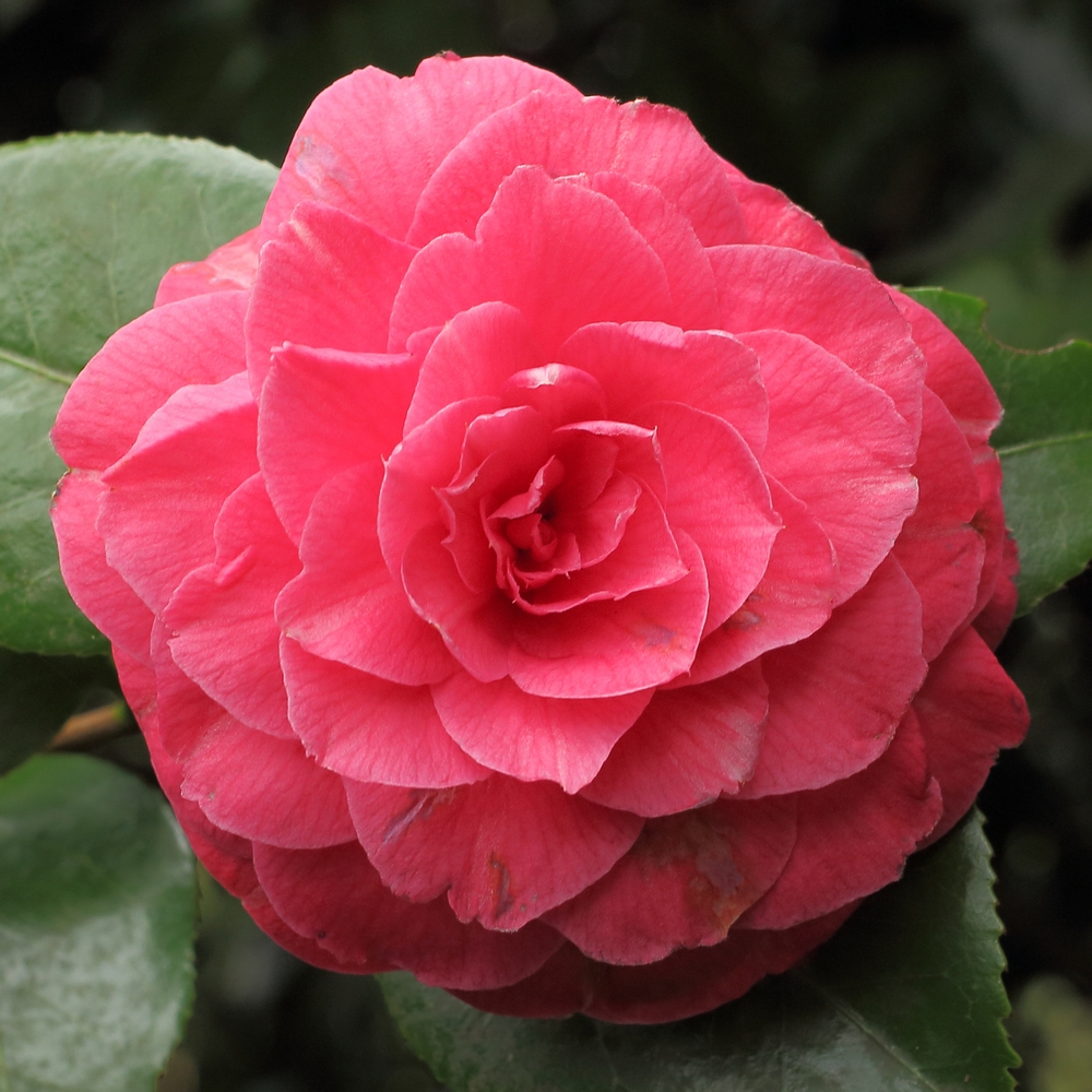 Camellia japonica 'Monsieur Faucillon'