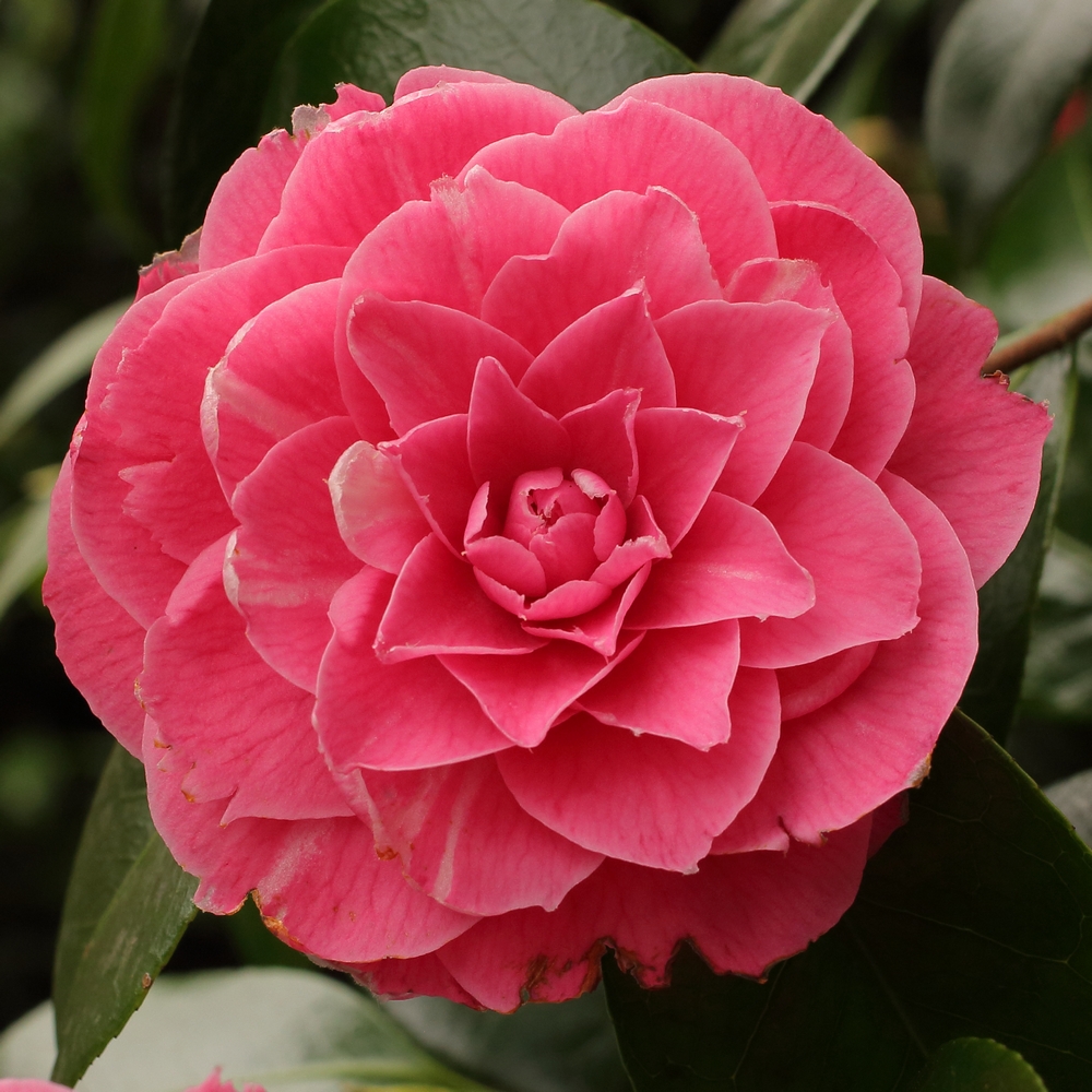 Camellia japonica 'Pink Dawn' (6-021)