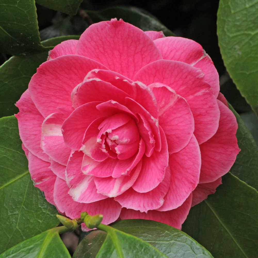 Camellia japonica 'Pink Dawn'