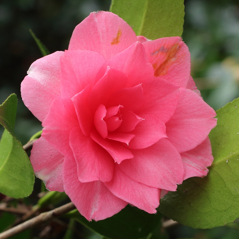 Camellia hybrid 'Polyanna'