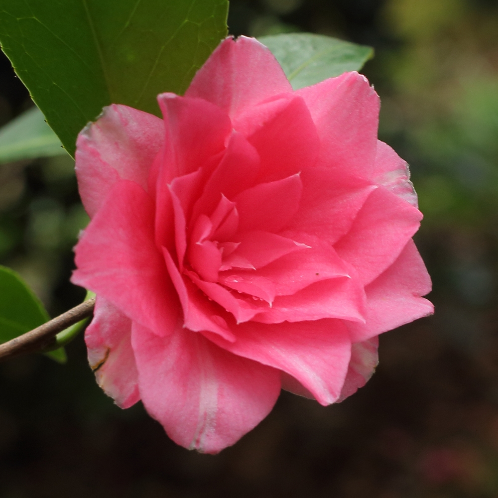Camellia hybrid 'Polyanna'