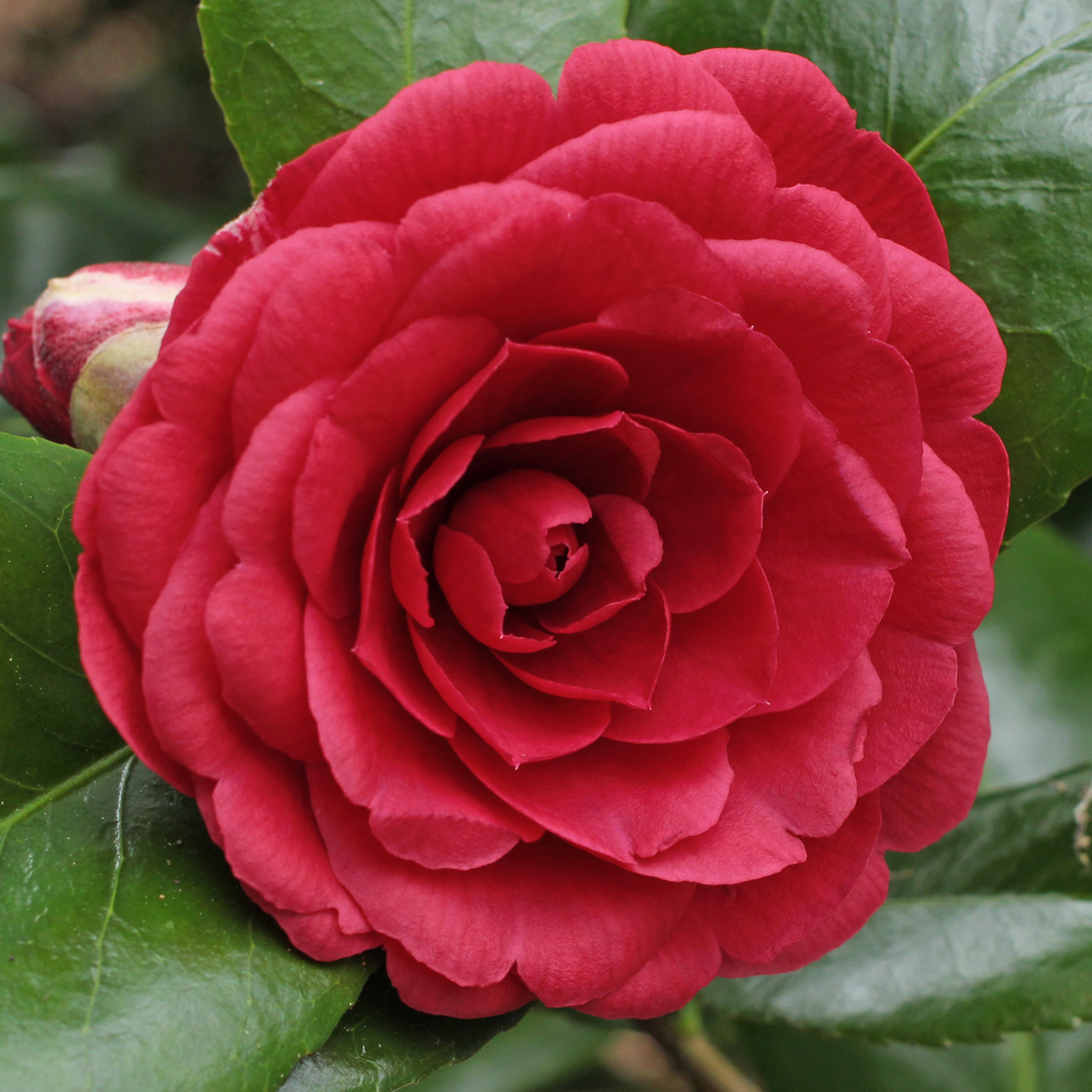 Camellia japonica 'Prince Murat'