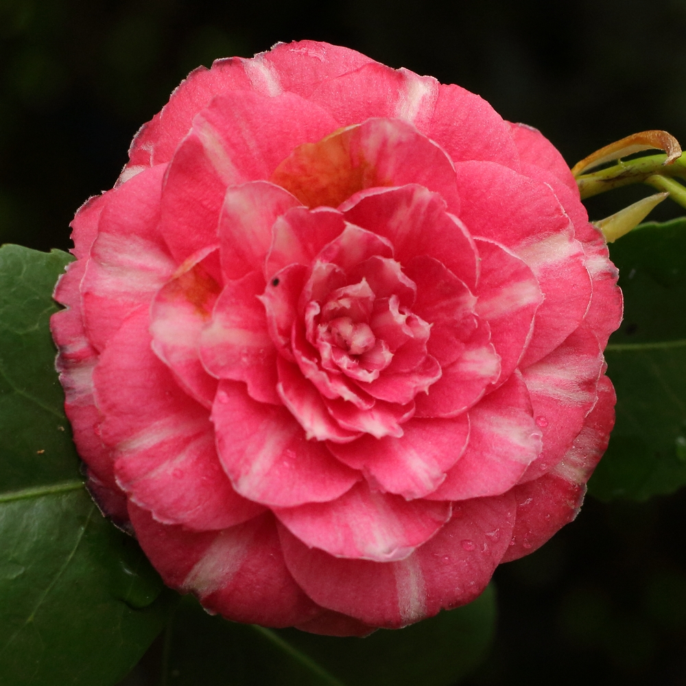 Camellia japonica 'Sarah Frost'