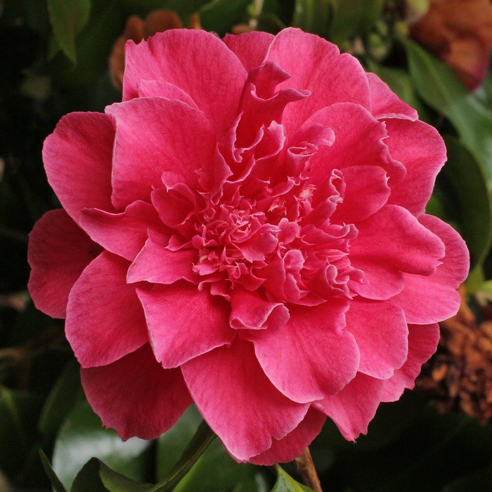 Camellia japonica 'Senator Duncan U. Fletcher'