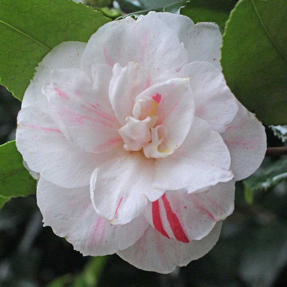 Camellia japonica 'Tricolor Nova'