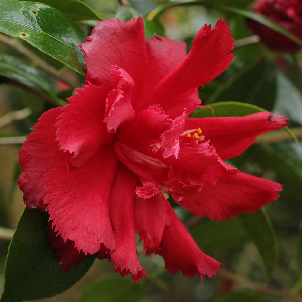 Camellia japonica 'Ville de Nantes'