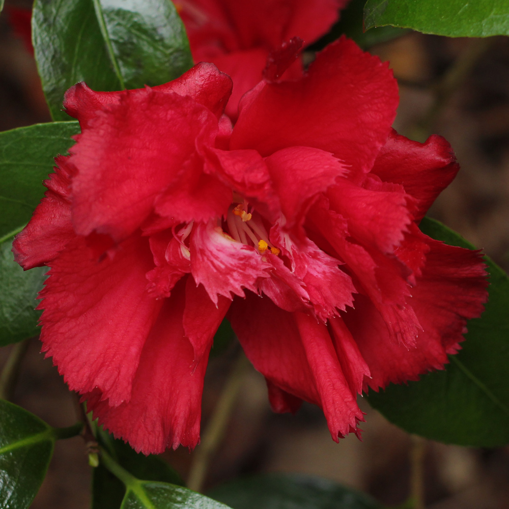 Camellia japonica 'Ville de Nantes'