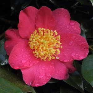 Camellia japonica 'Mattie Cole'