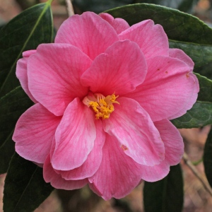 Camellia hybrid 'Maud Messel'